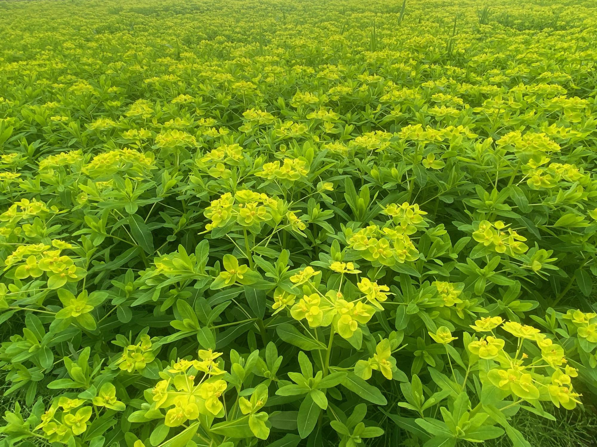 4月7日ノウルシ開花状況2