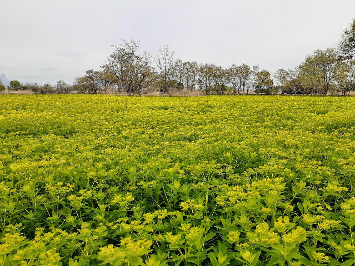 4月9日ノウルシ開花状況1