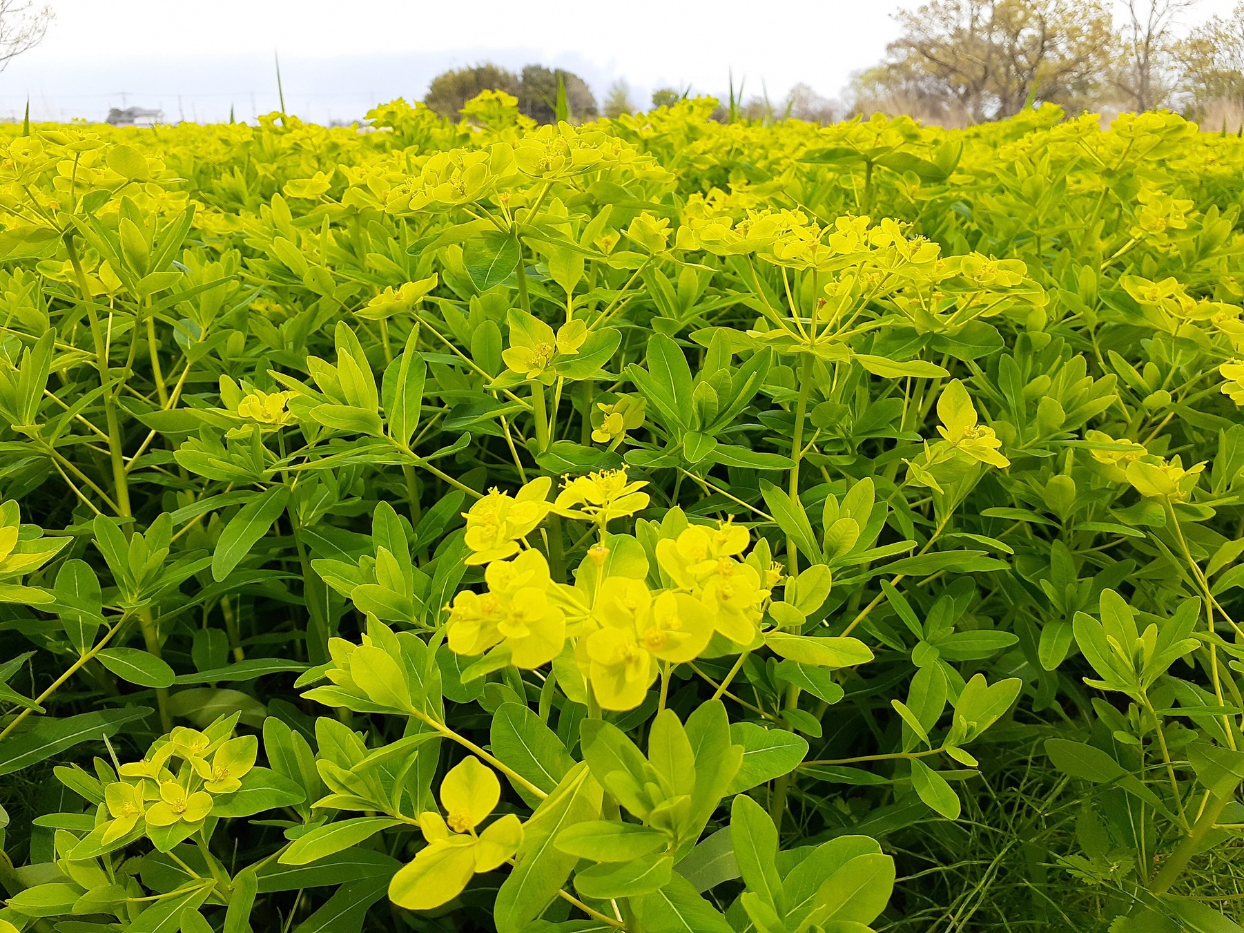 4月3日ノウルシ開花状況2