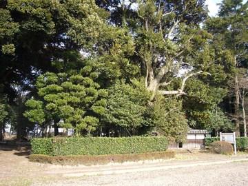鬱蒼と生い茂る樹木の写真