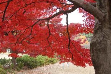真っ赤に紅葉する木の写真