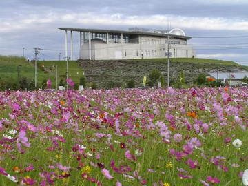 コスモス畑と加須未来館の写真