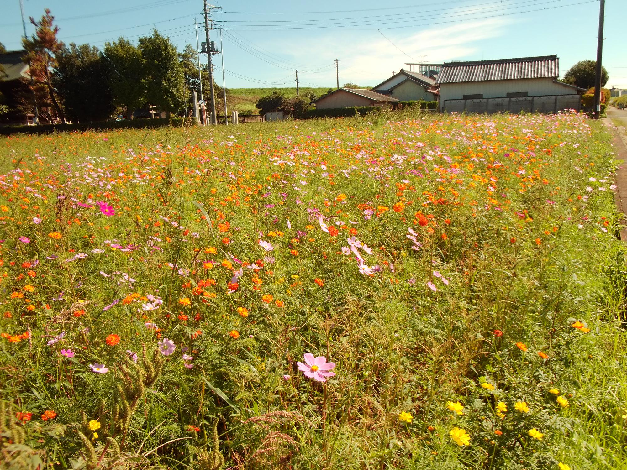10月1日コスモス開花状況2