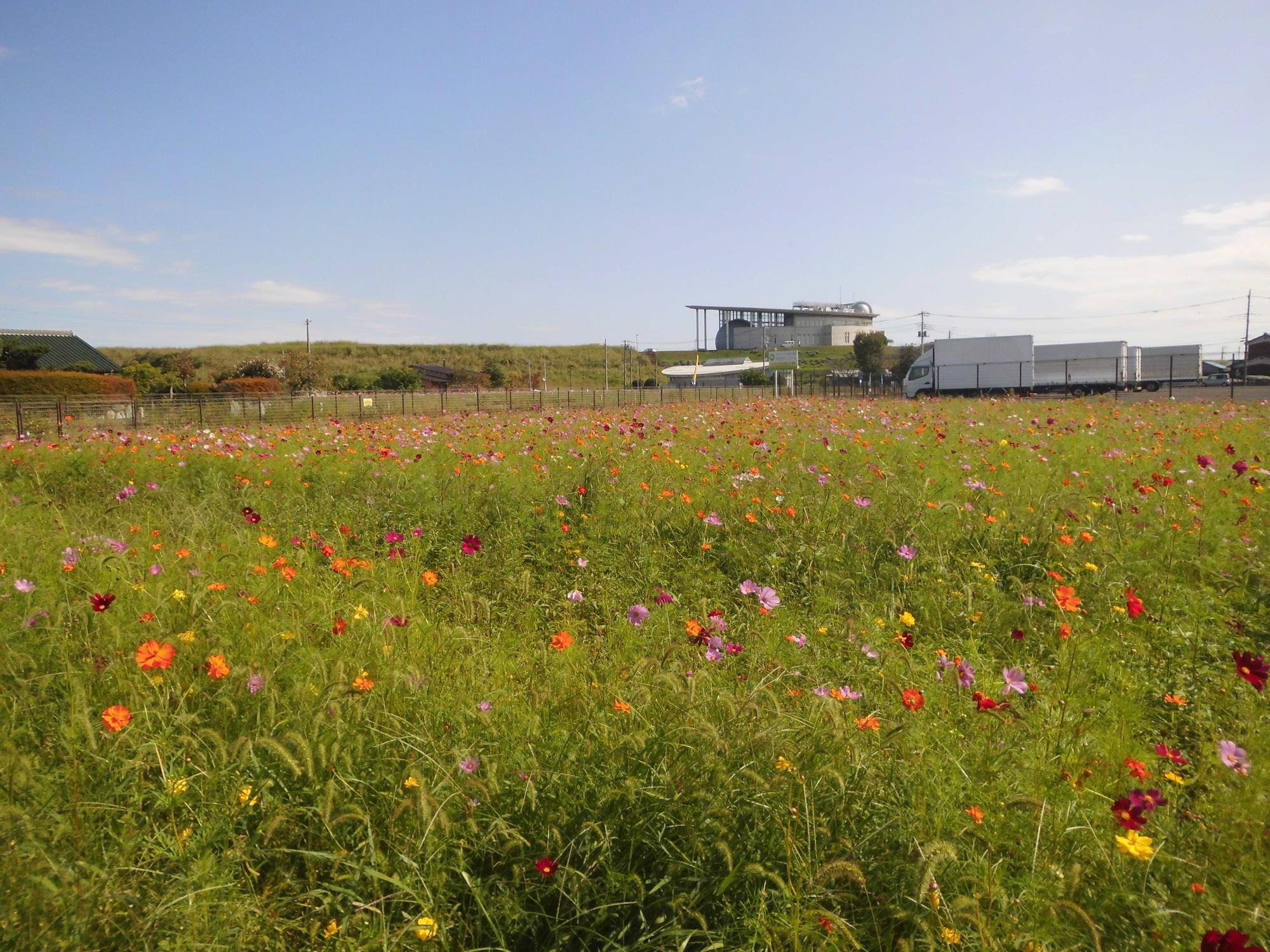 9月30日コスモス開花状況1
