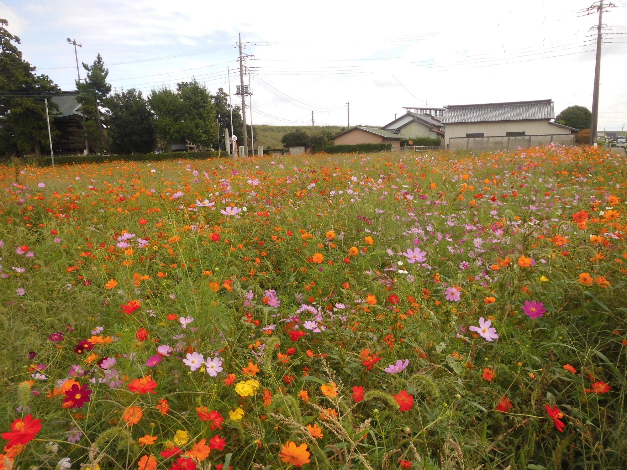 10月6日コスモス開花状況2