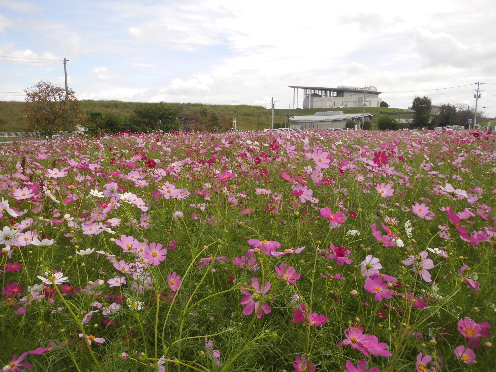 10月6日コスモス開花状況1