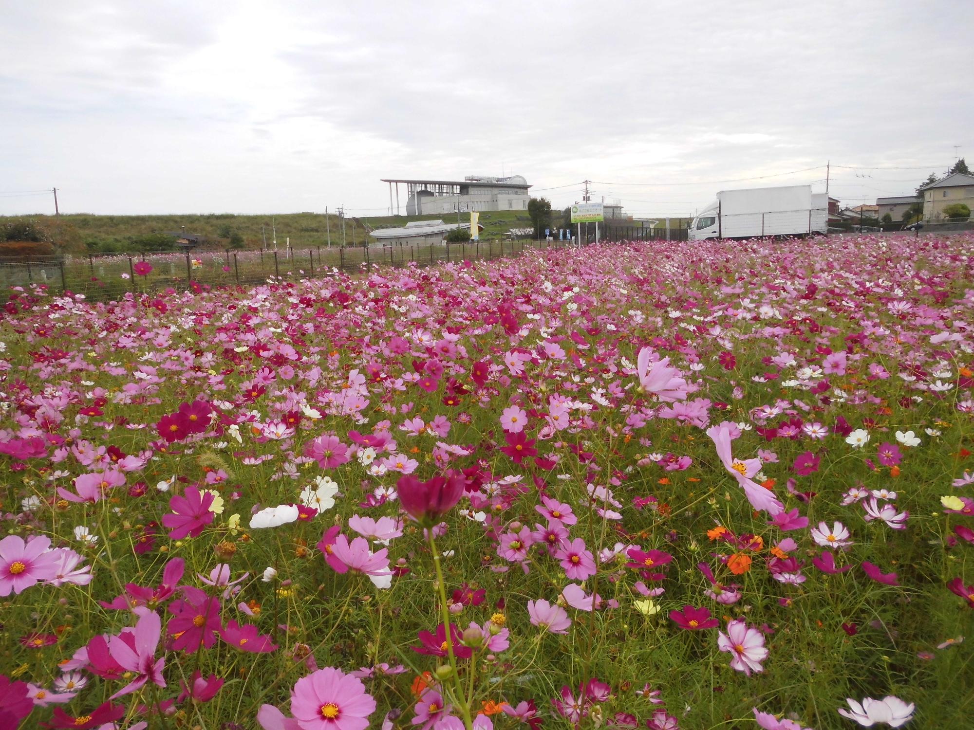 10月14日のコスモスの開花状況