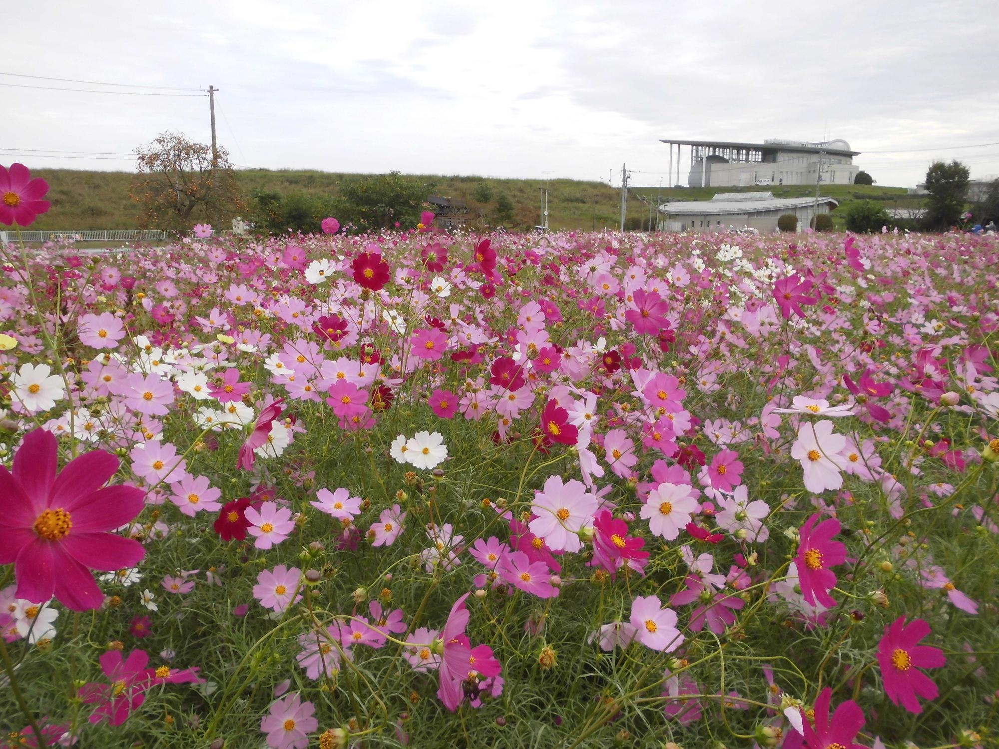 10月14日のコスモスの開花状況