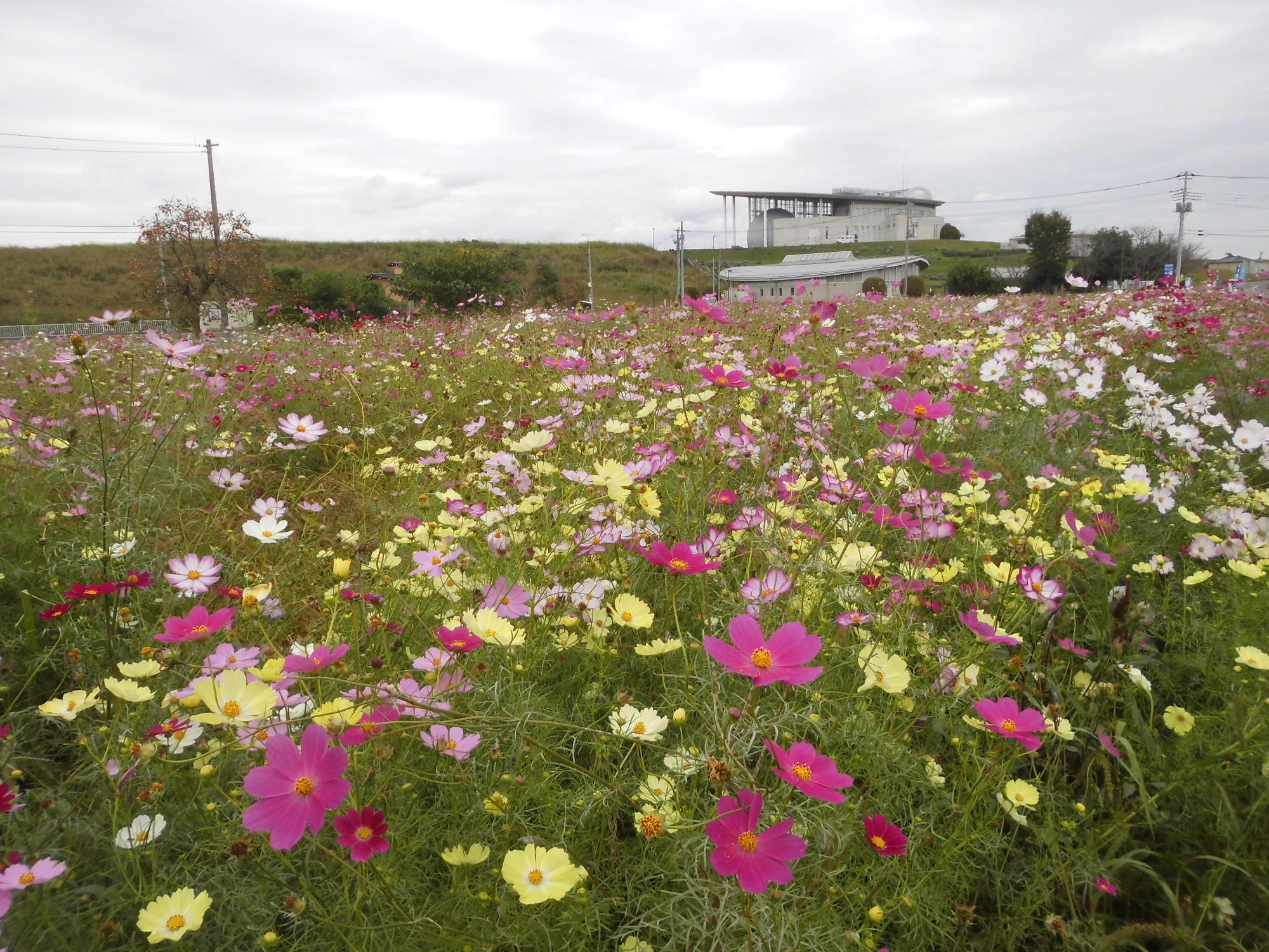 10月21日の開花状況1