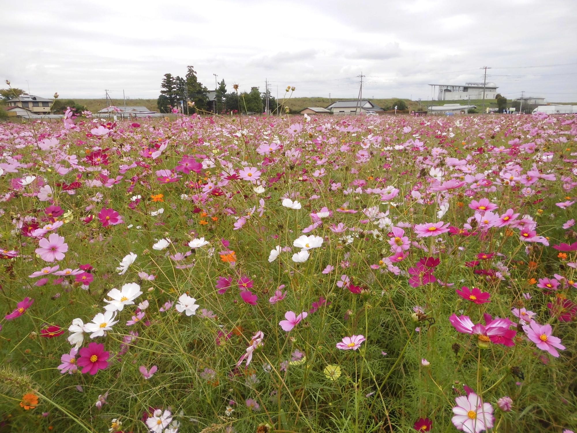 10月21日の開花状況2