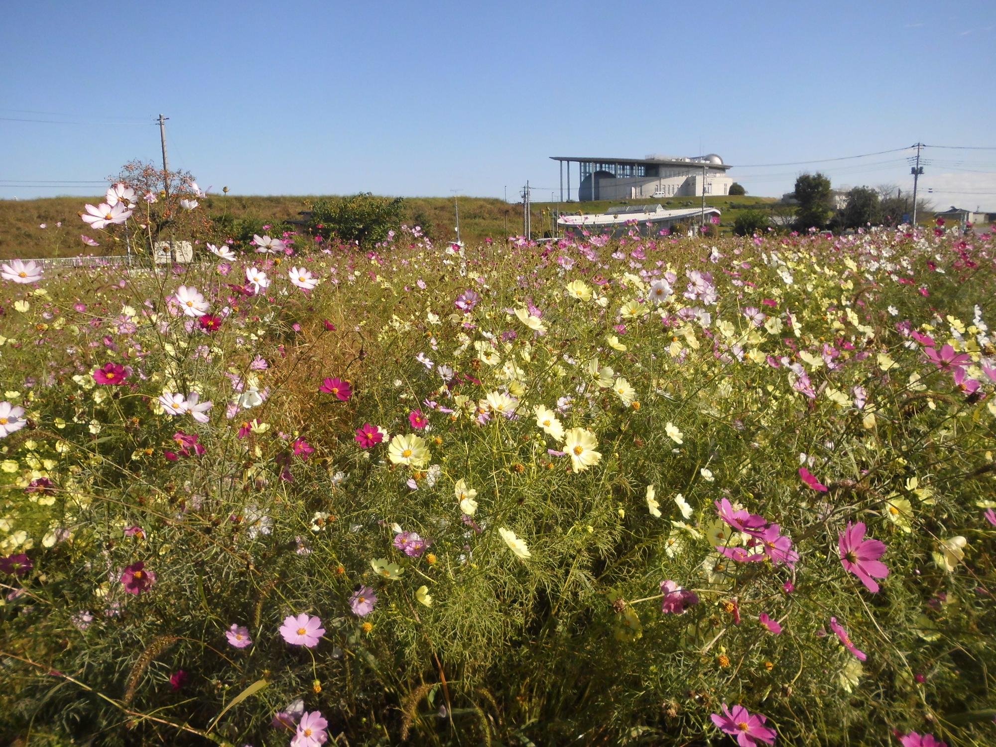 10月27日のコスモスの開花状況