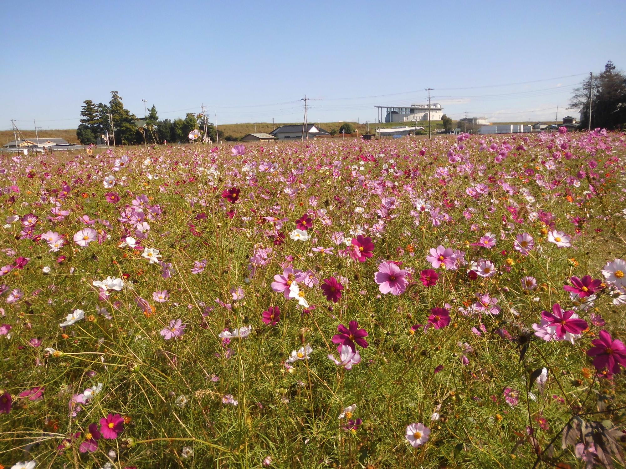 10月27日のコスモスの開花状況