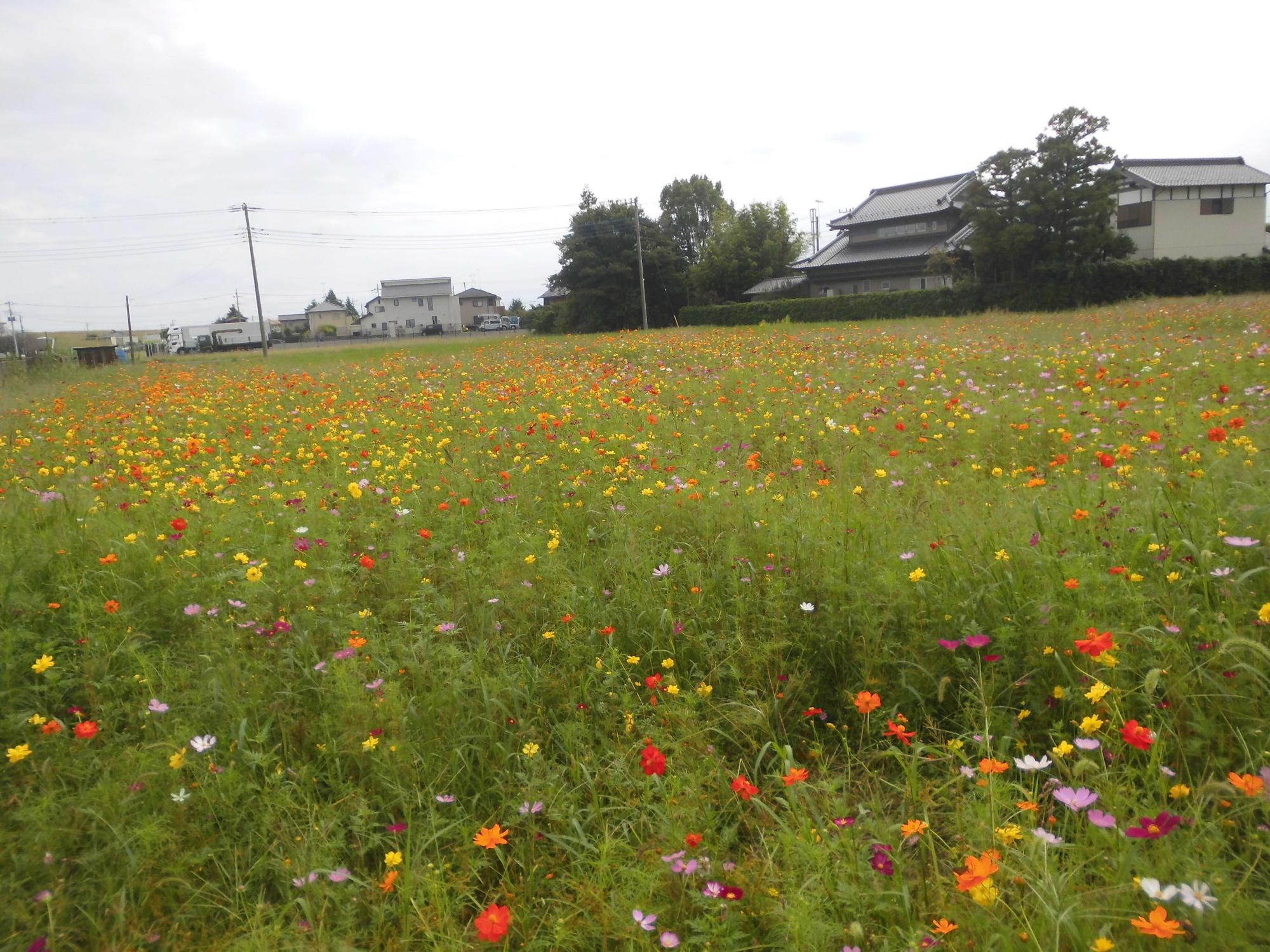 9月30日コスモス開花状況2