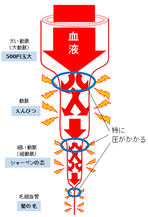 太い血管から細い血管に血液が勢いよく流れ込む