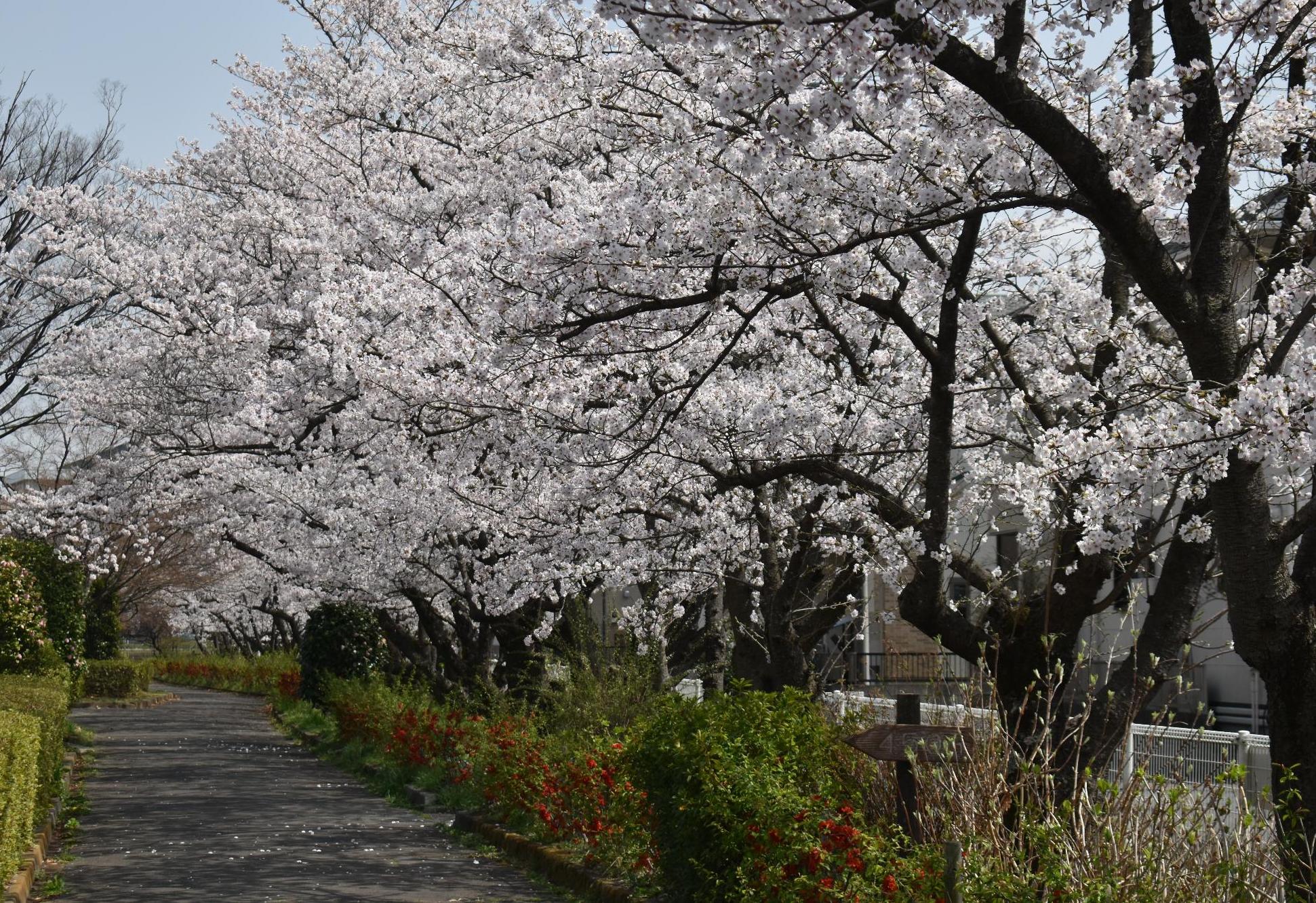 騎西中央公園（騎西：マップNo.1）の様子