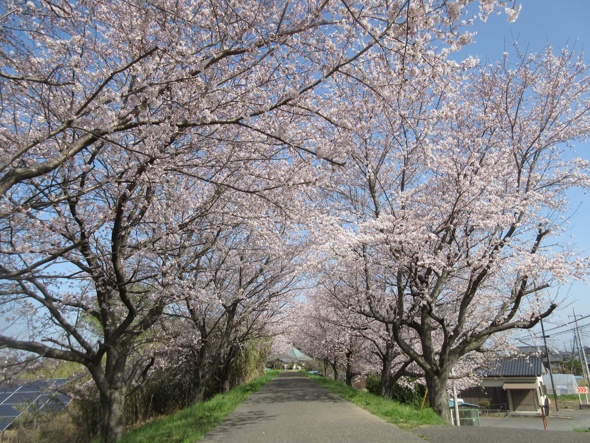 柳生の桜堤（北川辺さくら並木 柳生：マップNo.22）の様子