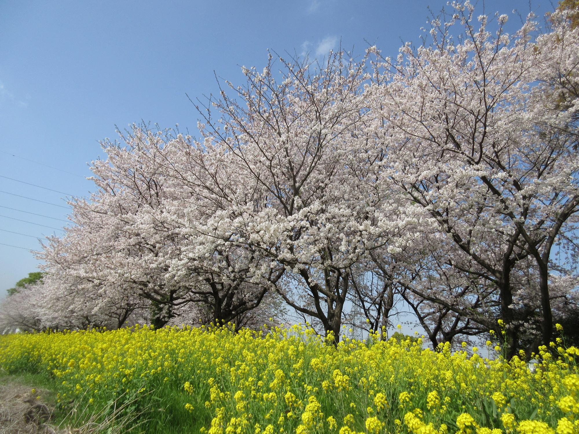 星子沼公園