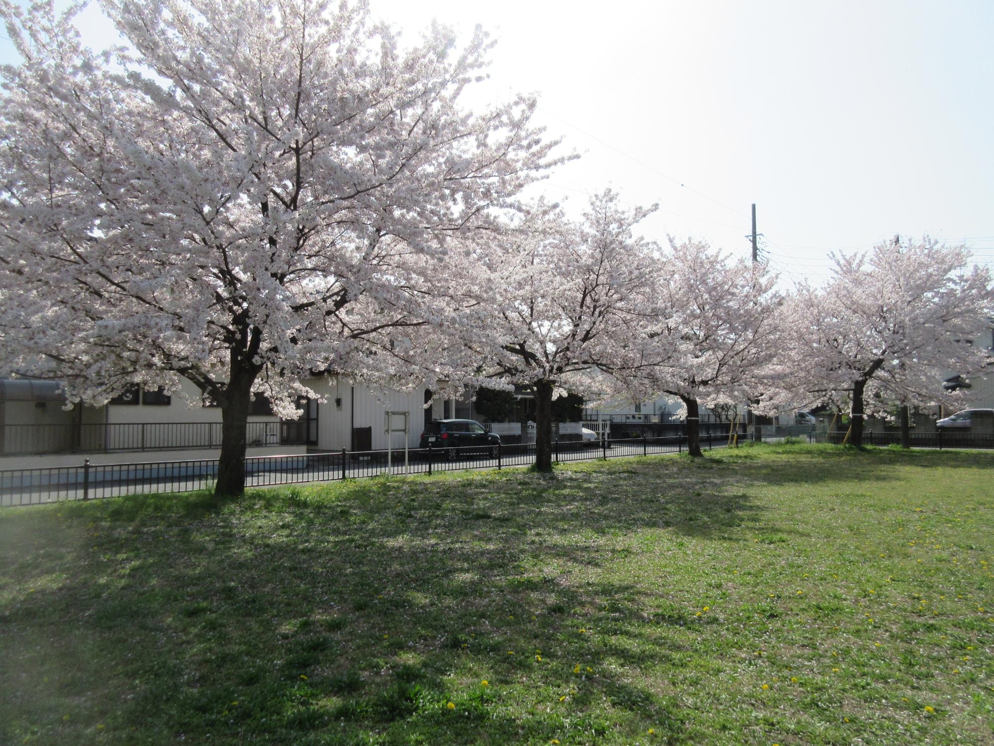 不動岡西さくら公園（不動岡三丁目：マップNo.26）