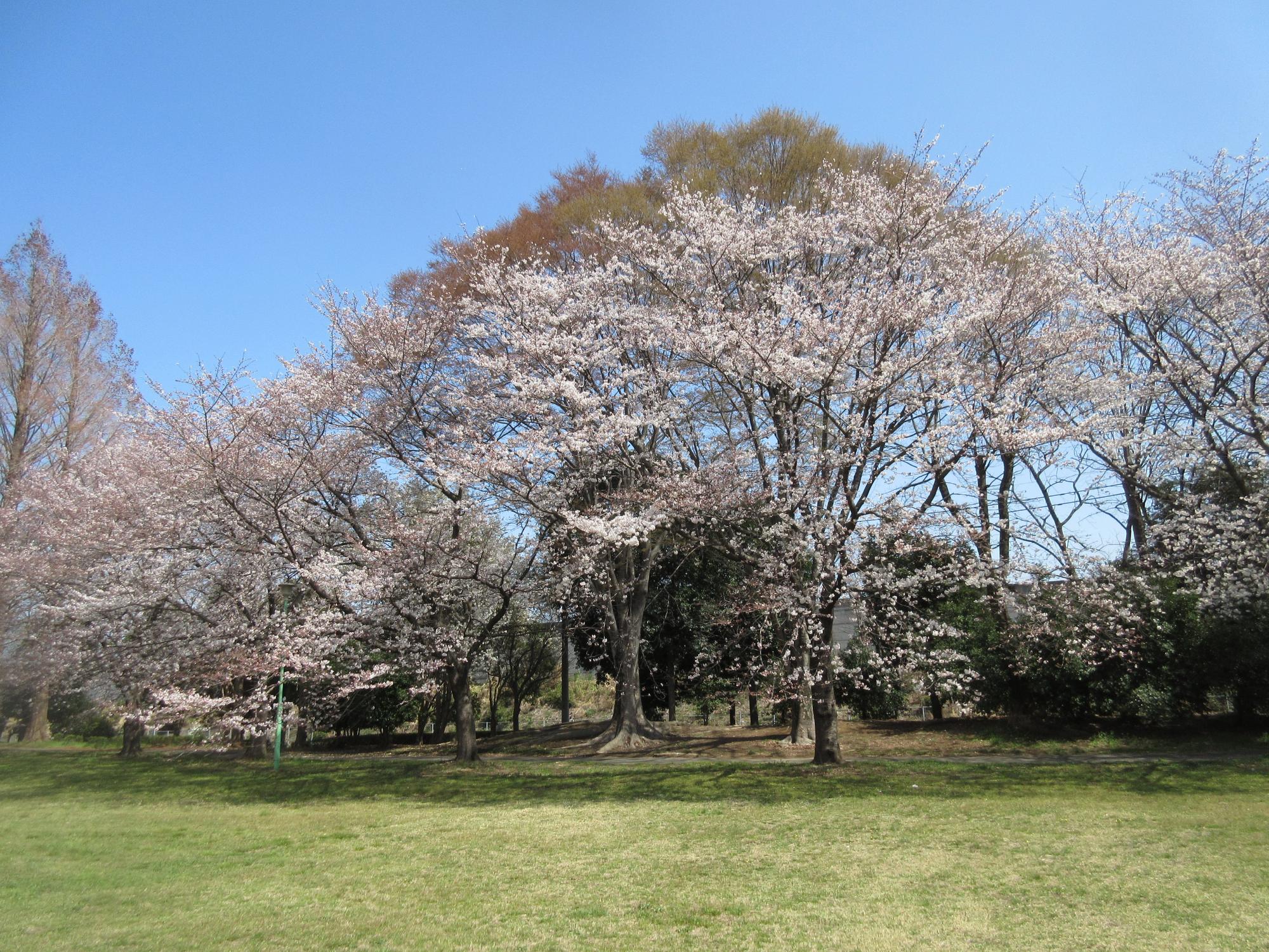 花崎北公園