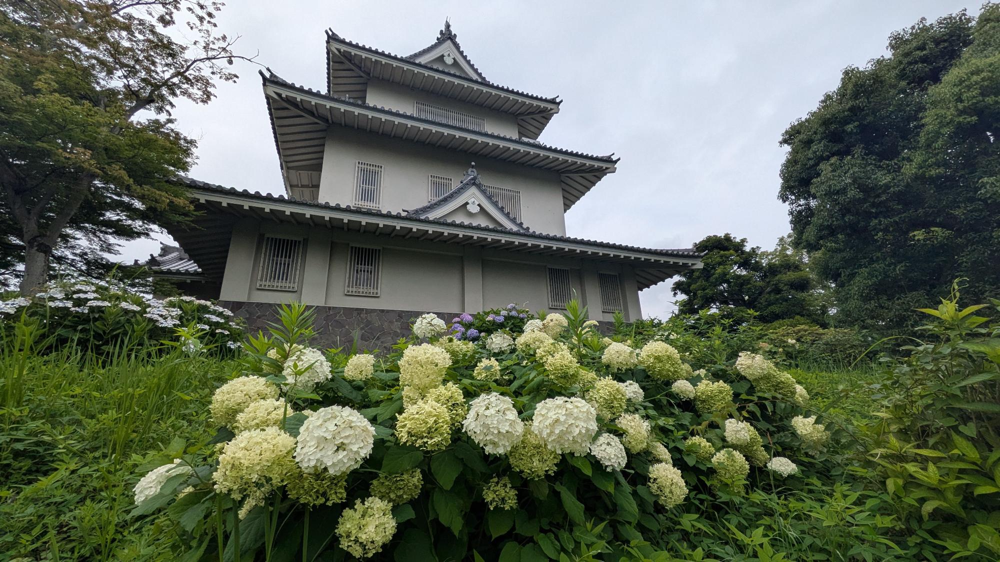 騎西城 アジサイ開花状況