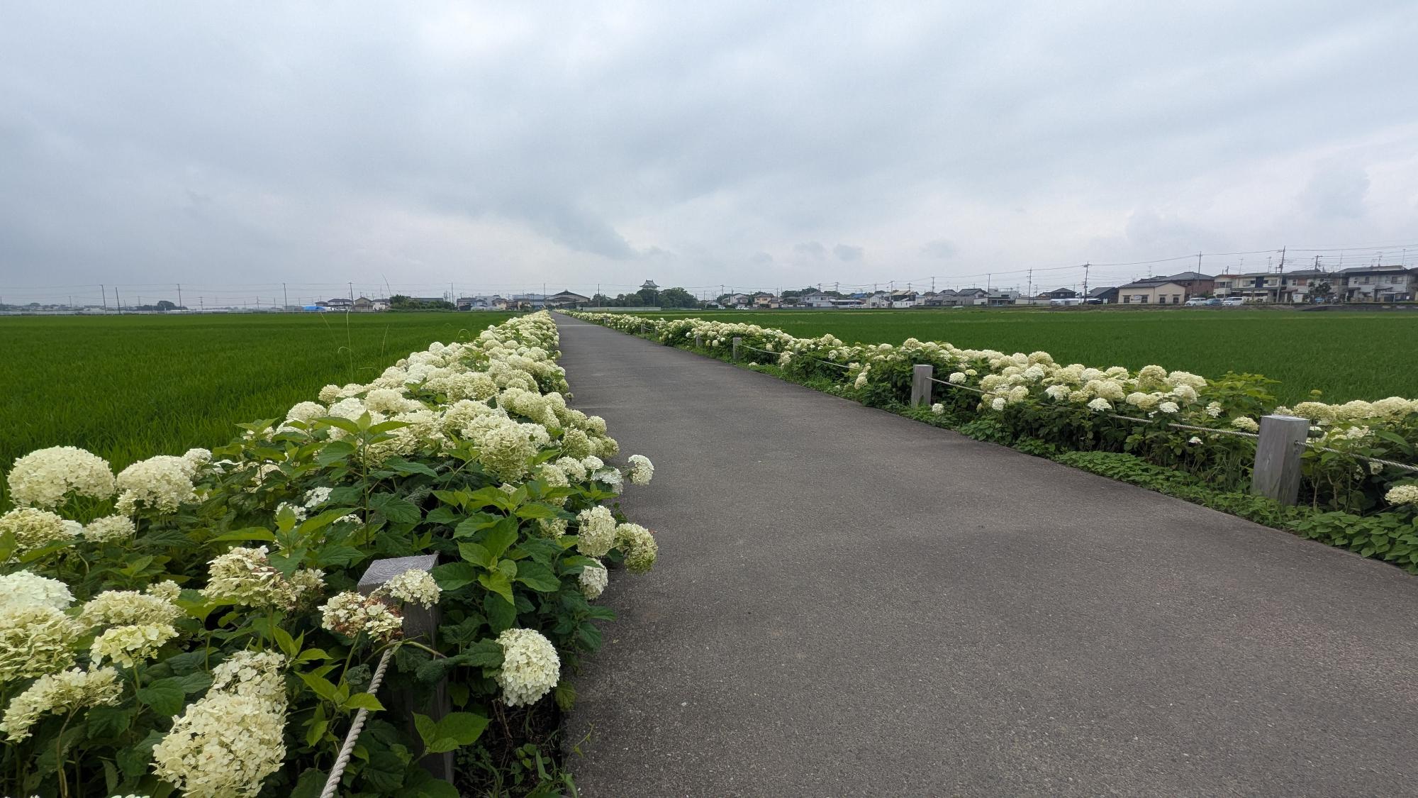 騎西城～アジサイロード アナベル開花状況