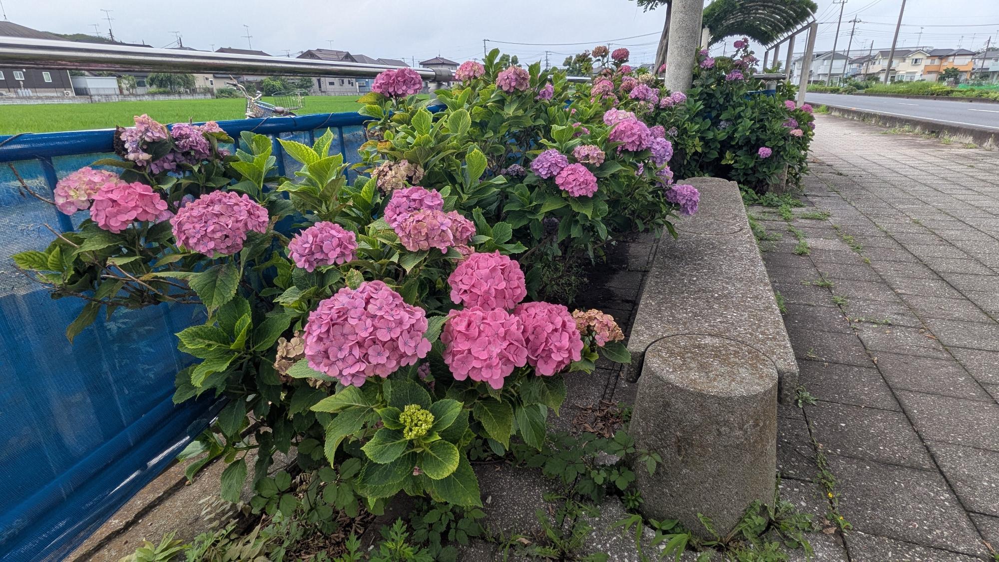 藤とあじさいの道 開花状況