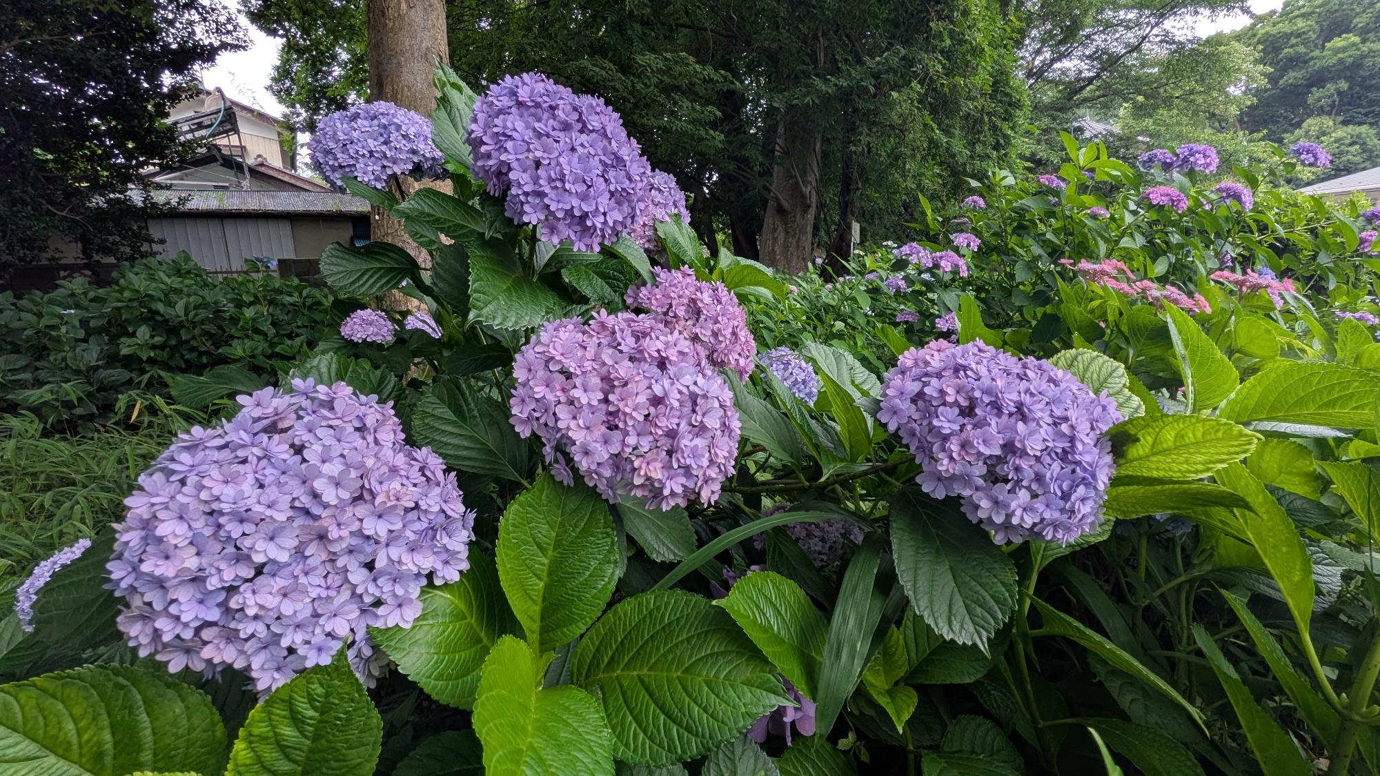 玉敷公園 開花状況