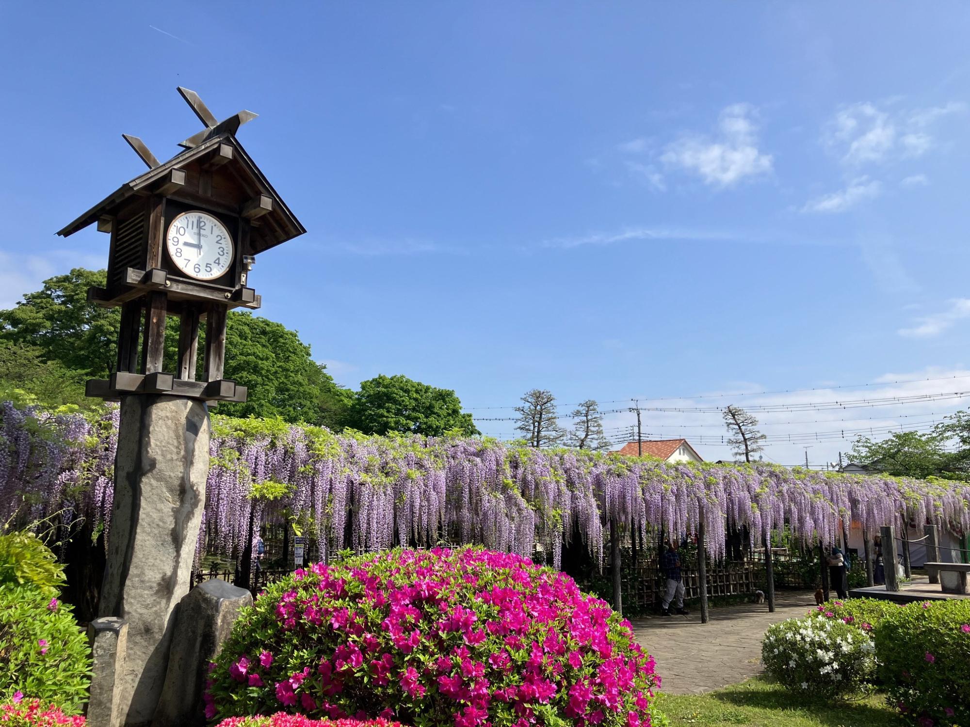 過去の藤の様子