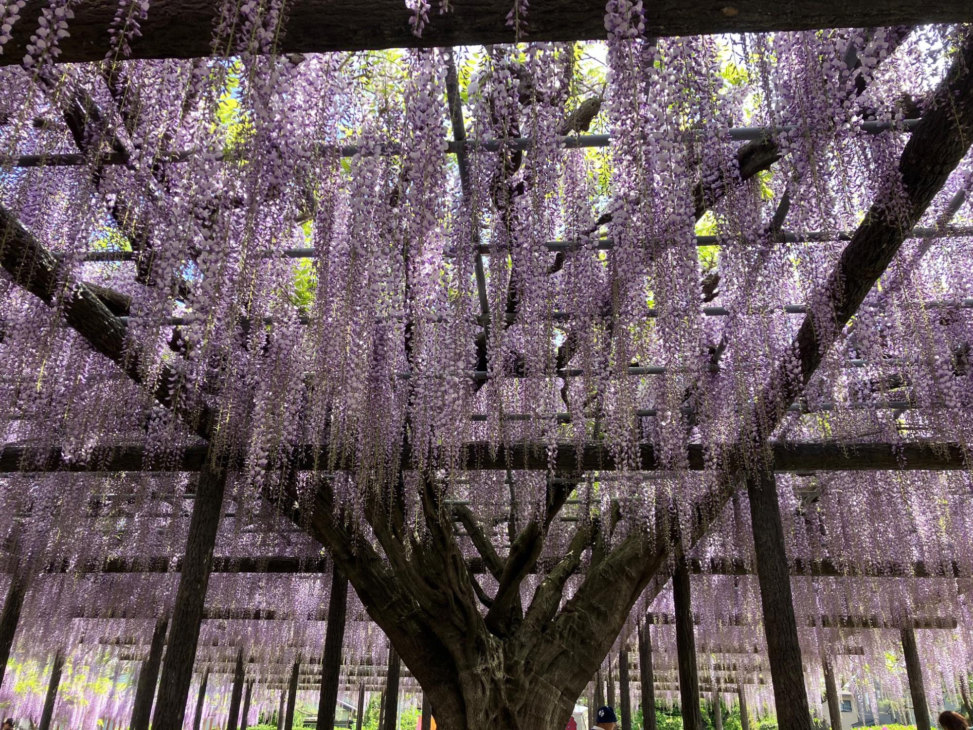 過去の藤の様子