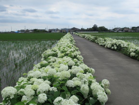 騎西文化・学習センター    ～    騎西総合公園付近のあじさい