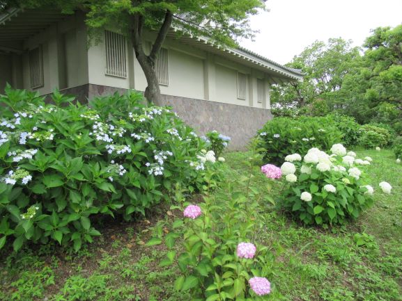 郷土史料展示室（騎西城）付近のあじさい