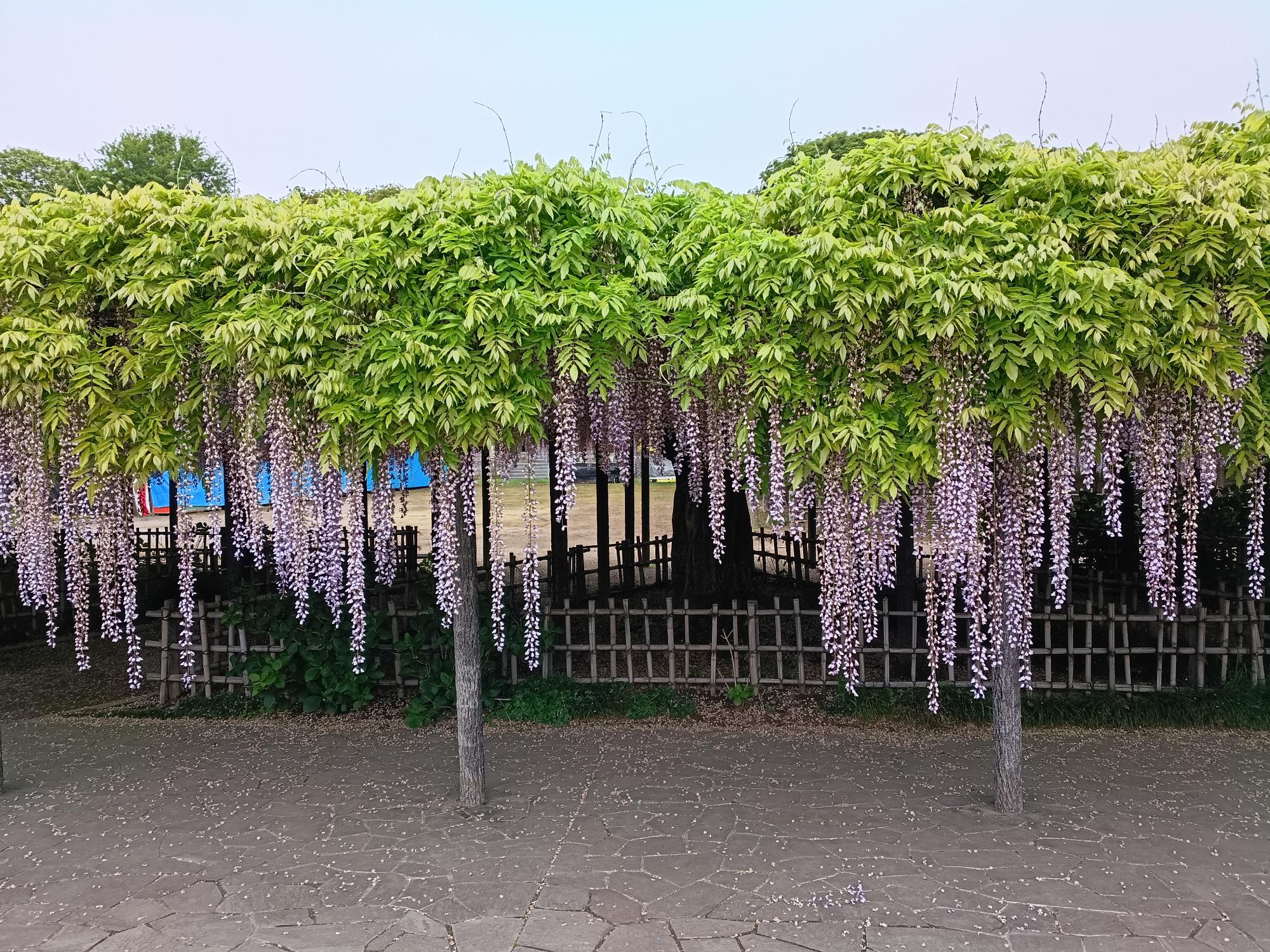 20260430_玉敷公園_藤の花開花状況写真