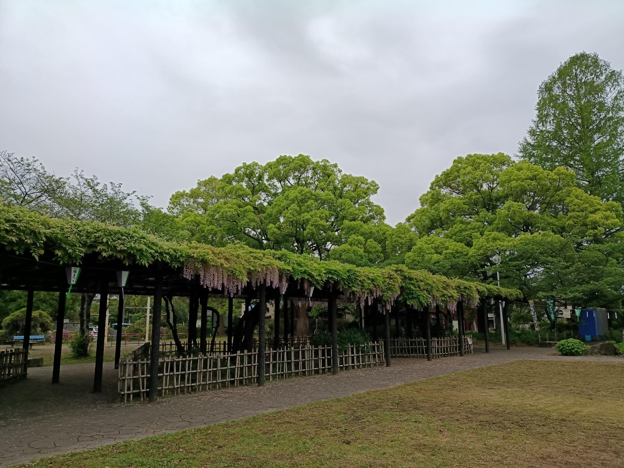 20260430_玉敷公園_藤の花開花状況写真2