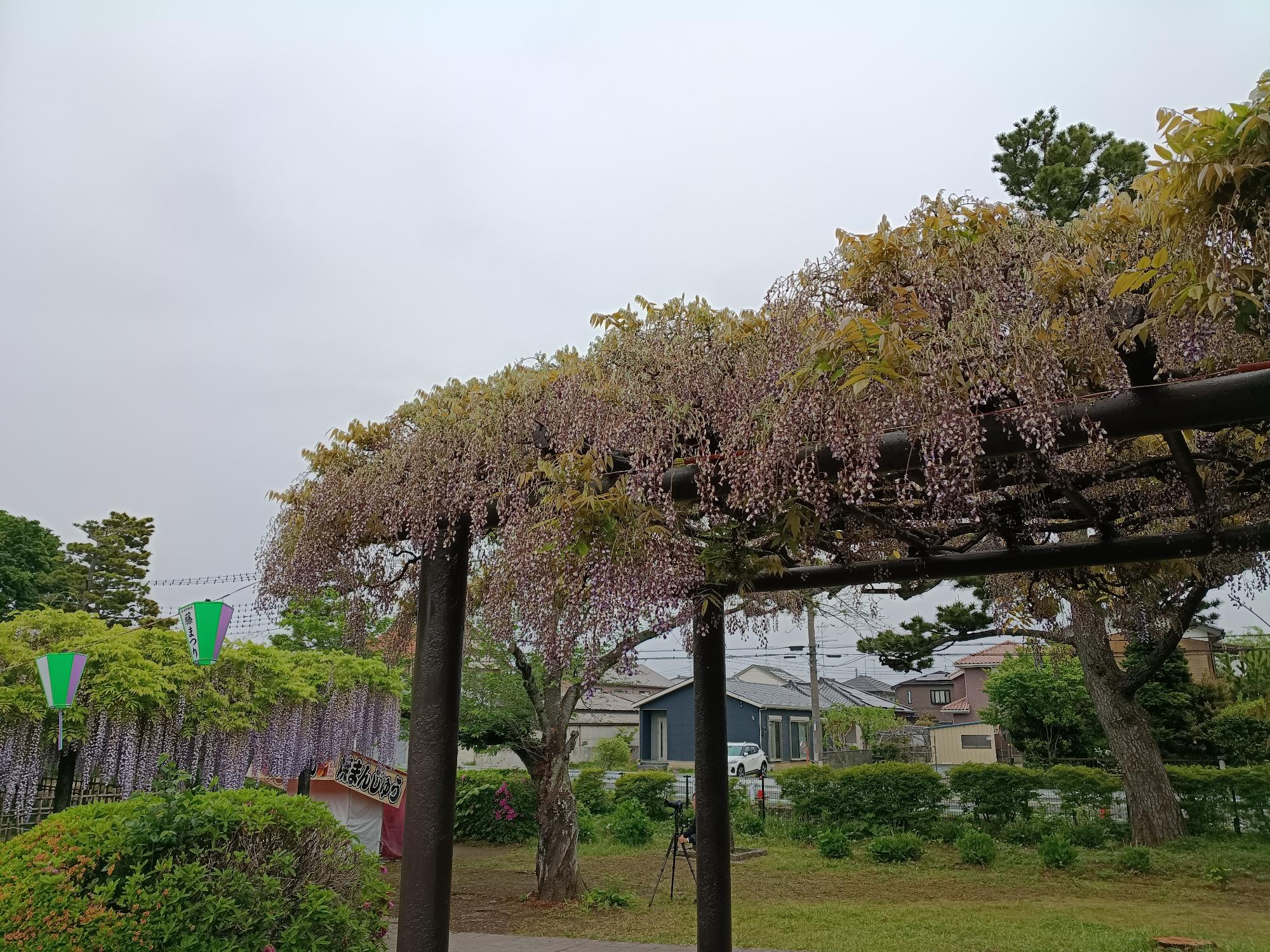 20260430_玉敷公園_藤の花開花状況写真3