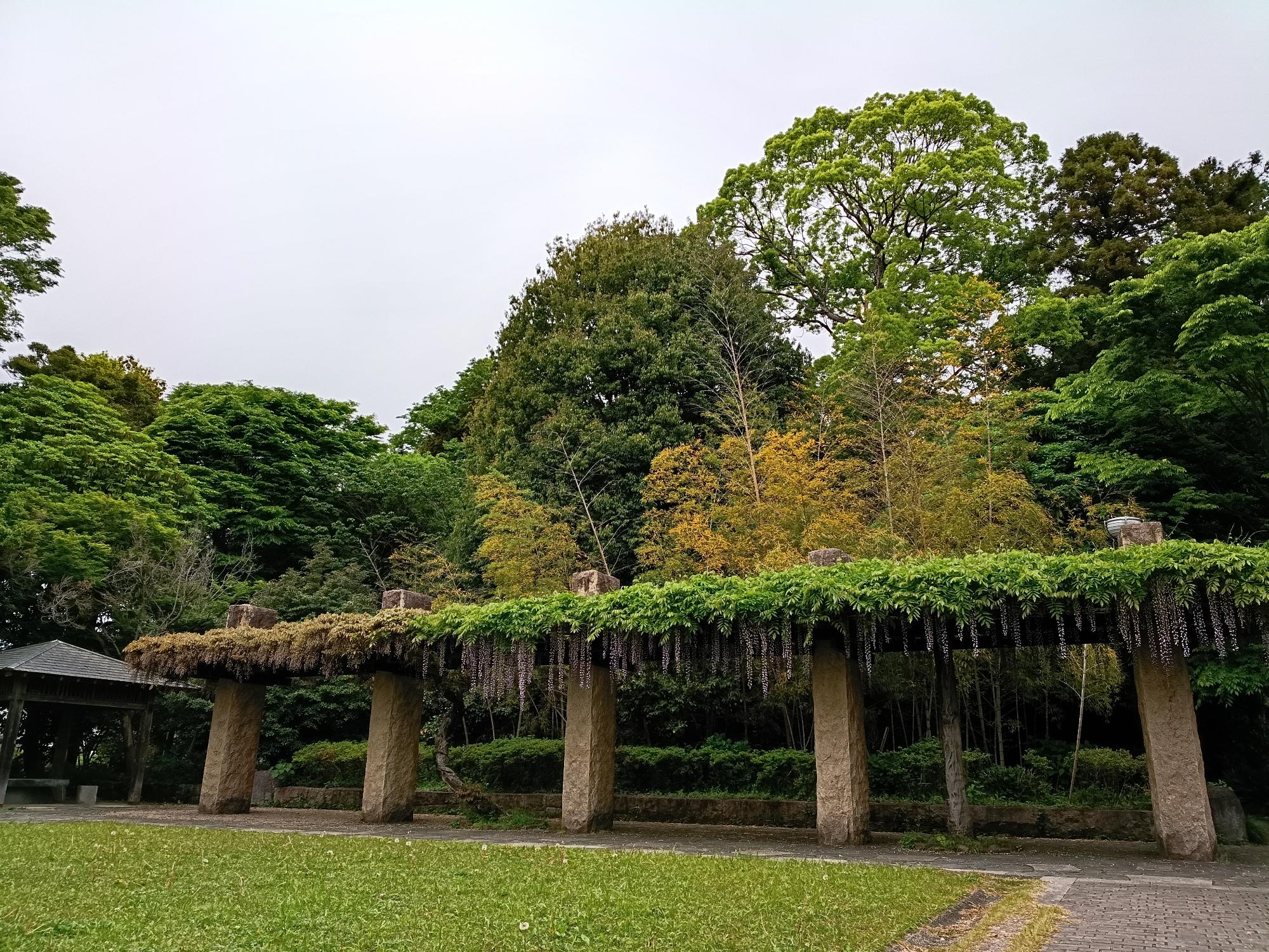 20260430_玉敷公園_旧河野邸開花状況写真