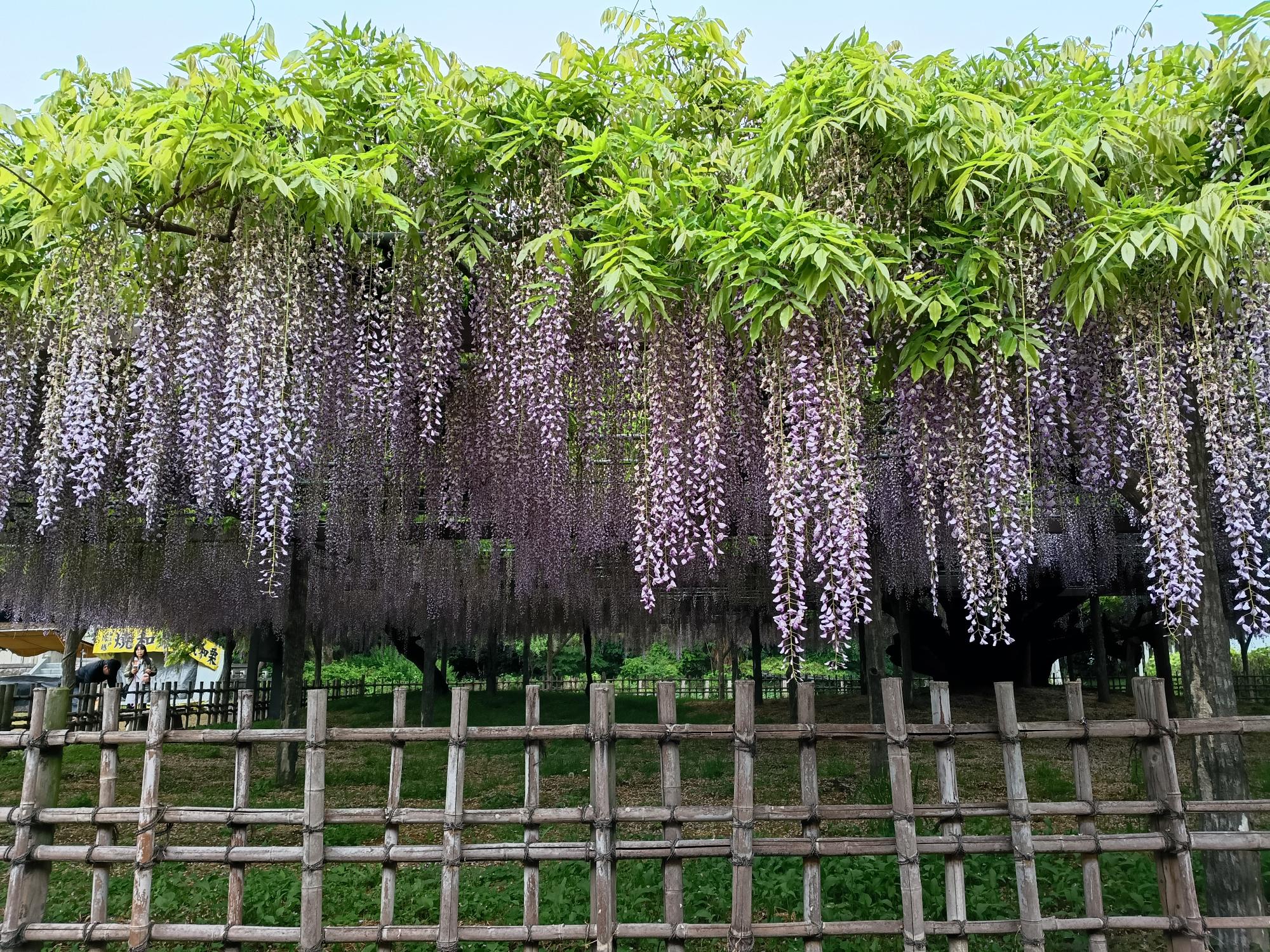 20260430_玉敷公園_大藤の花開花状況写真