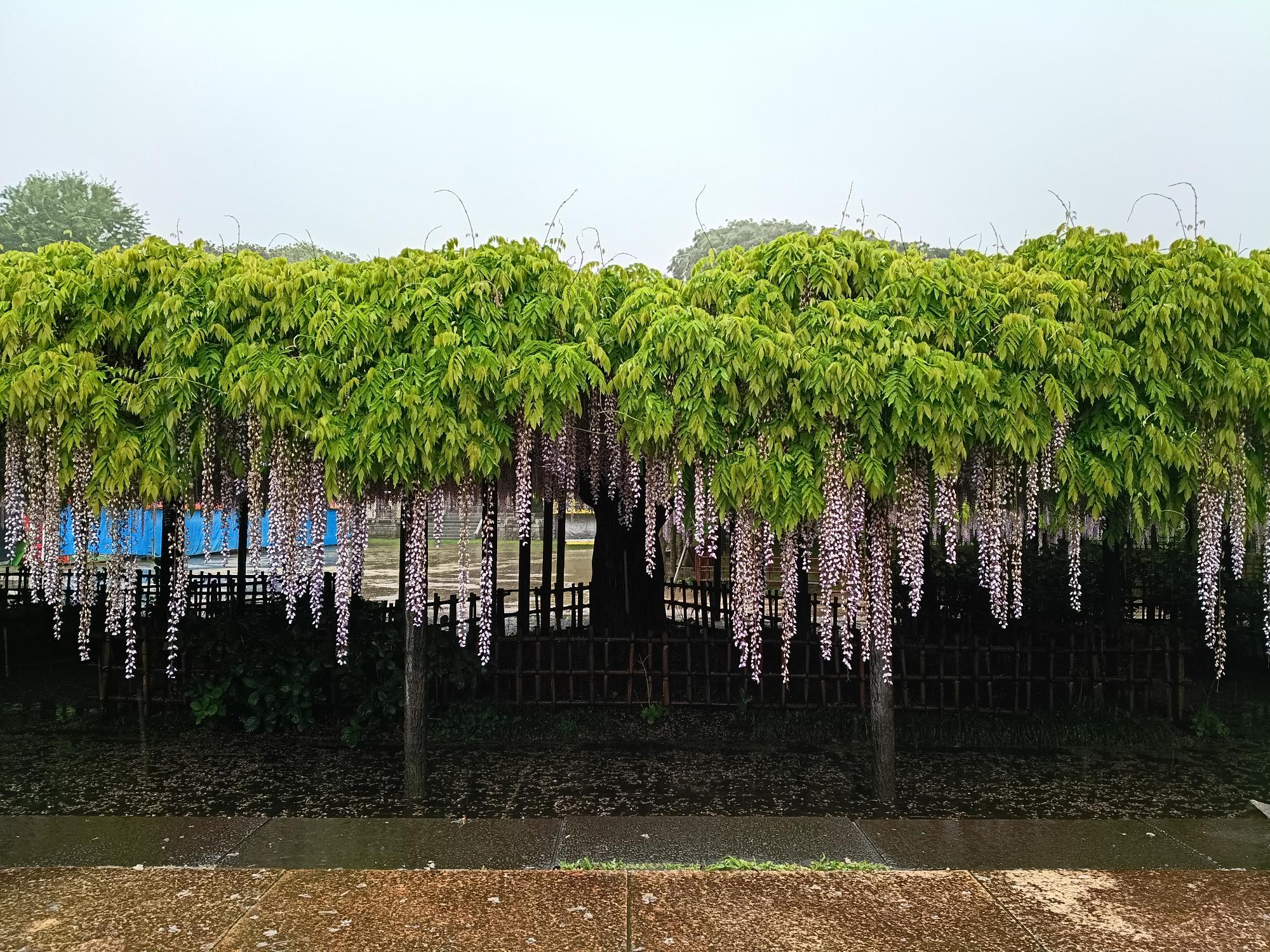 20260501_玉敷公園_藤の花開花状況写真