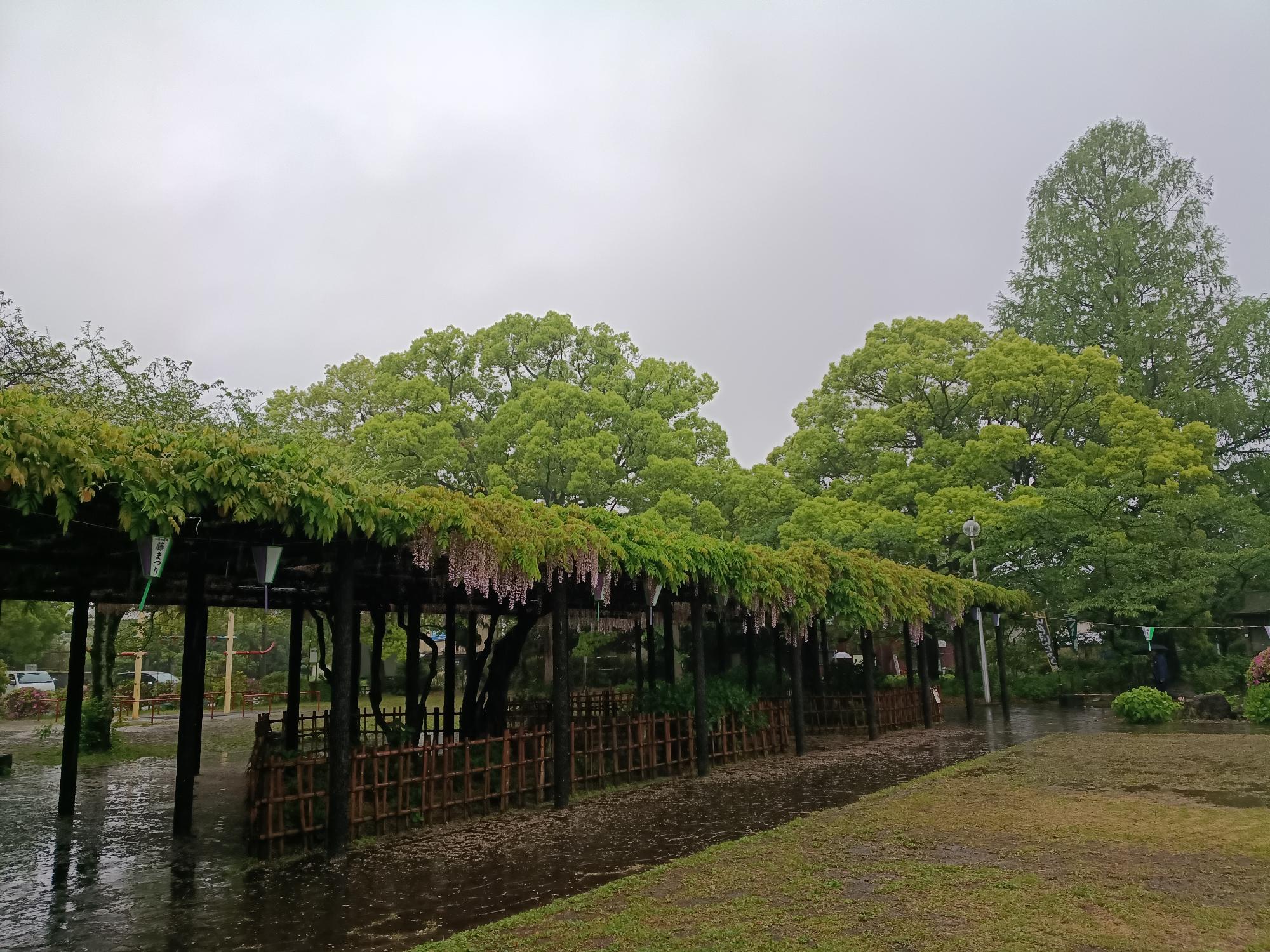 20260501_玉敷公園_藤の花開花状況写真2
