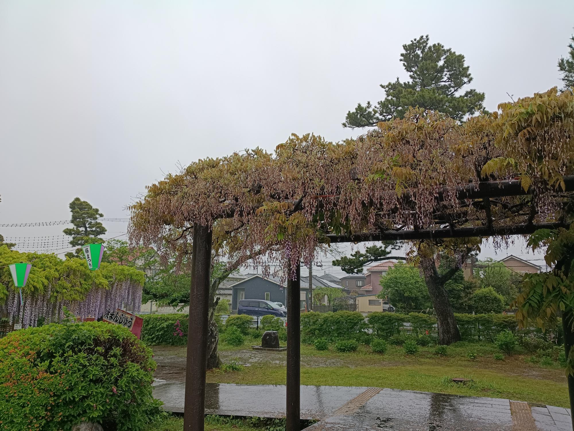 20260501_玉敷公園_藤の花開花状況写真3