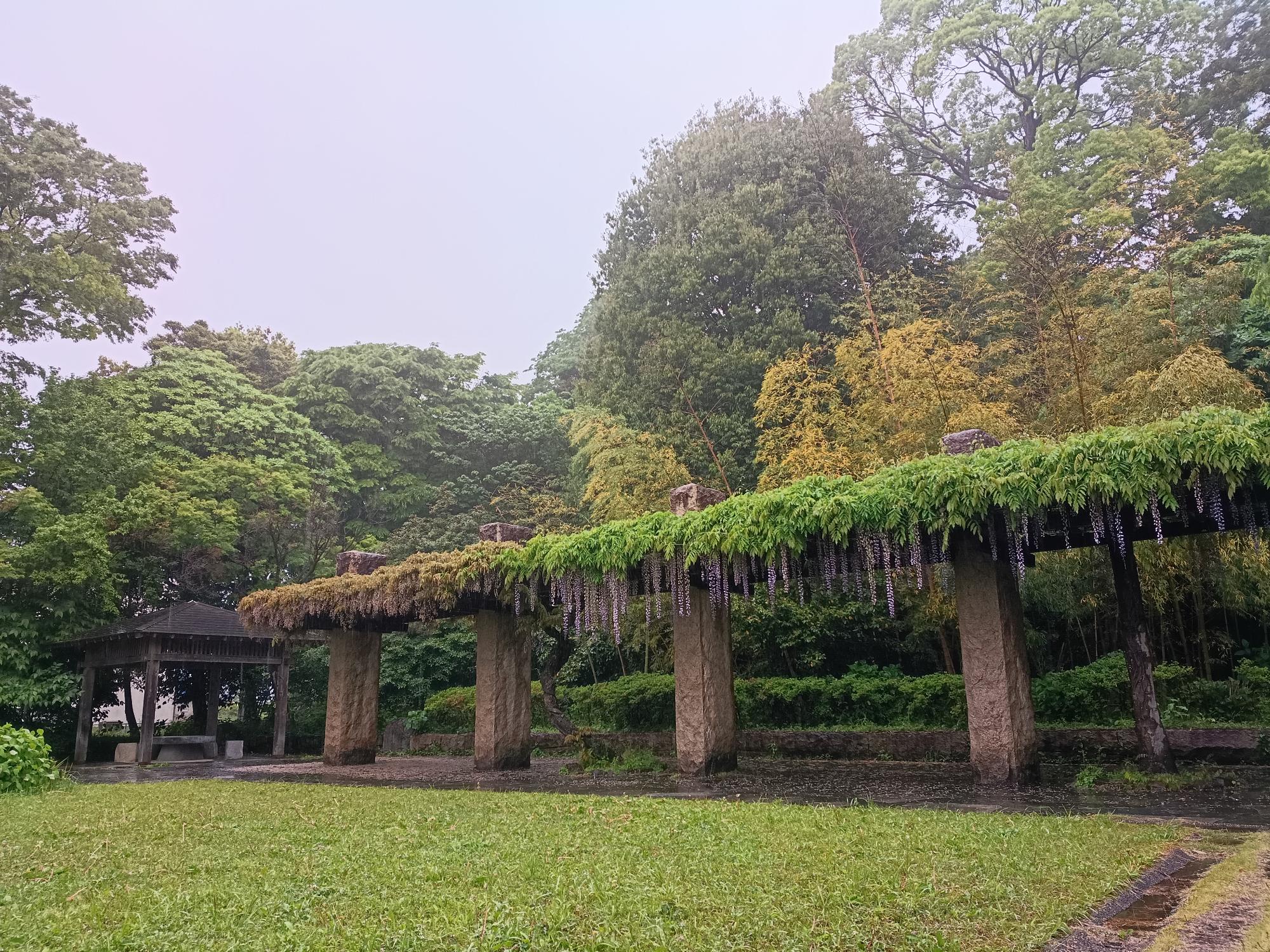 20260501_旧河野邸_藤の花開花状況写真