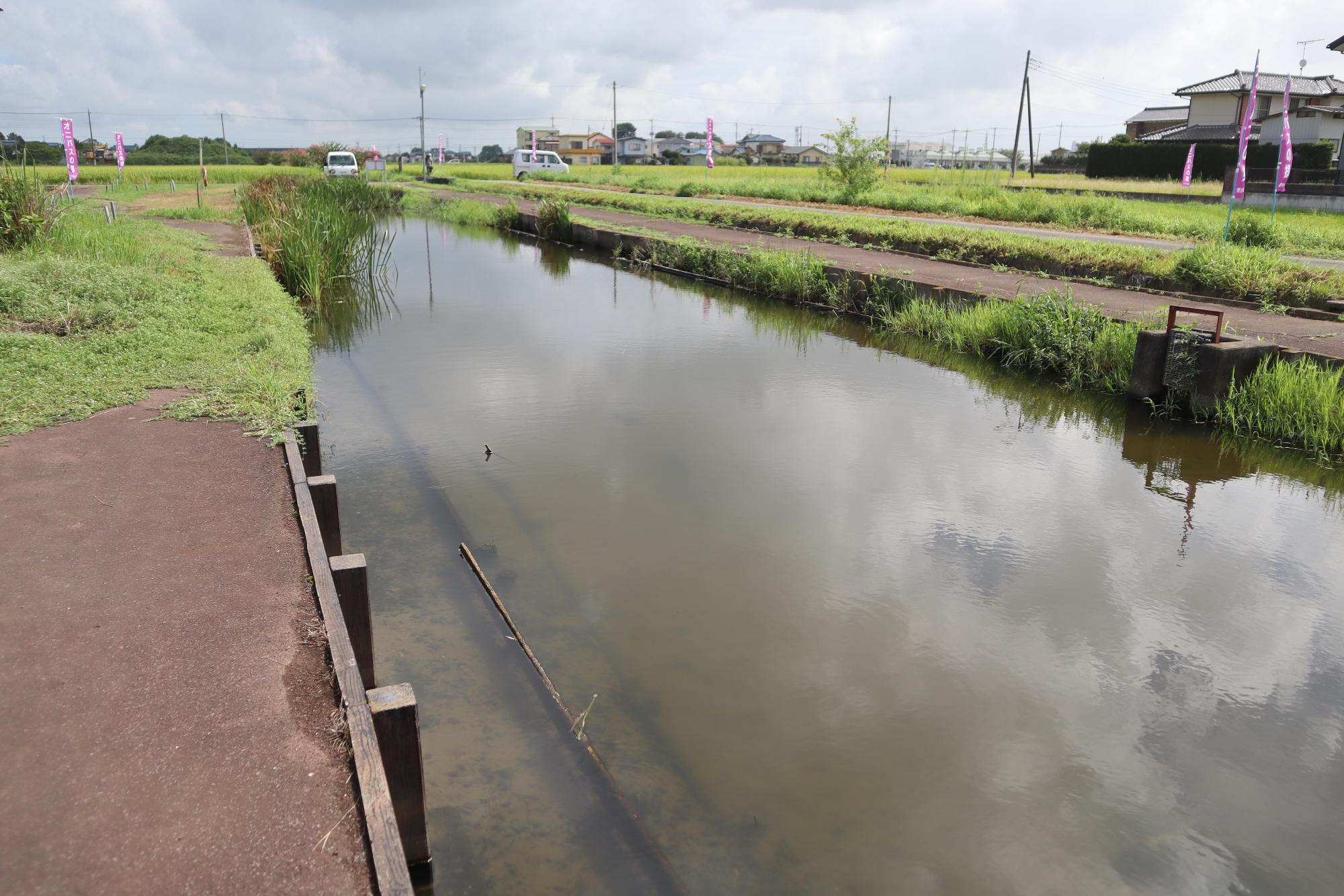 オニバス自生地