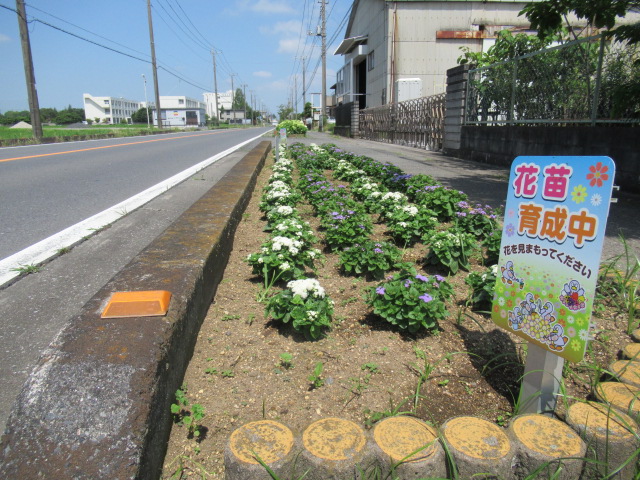 花ボラ2026年夏