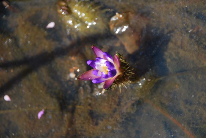 開花