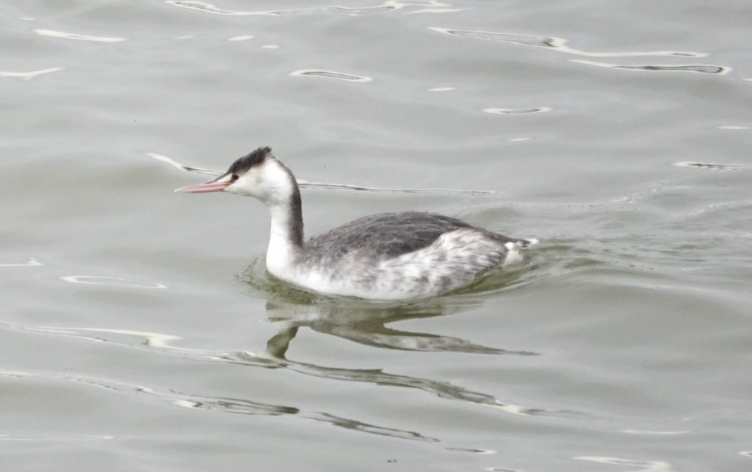 カンムリカイツブリ