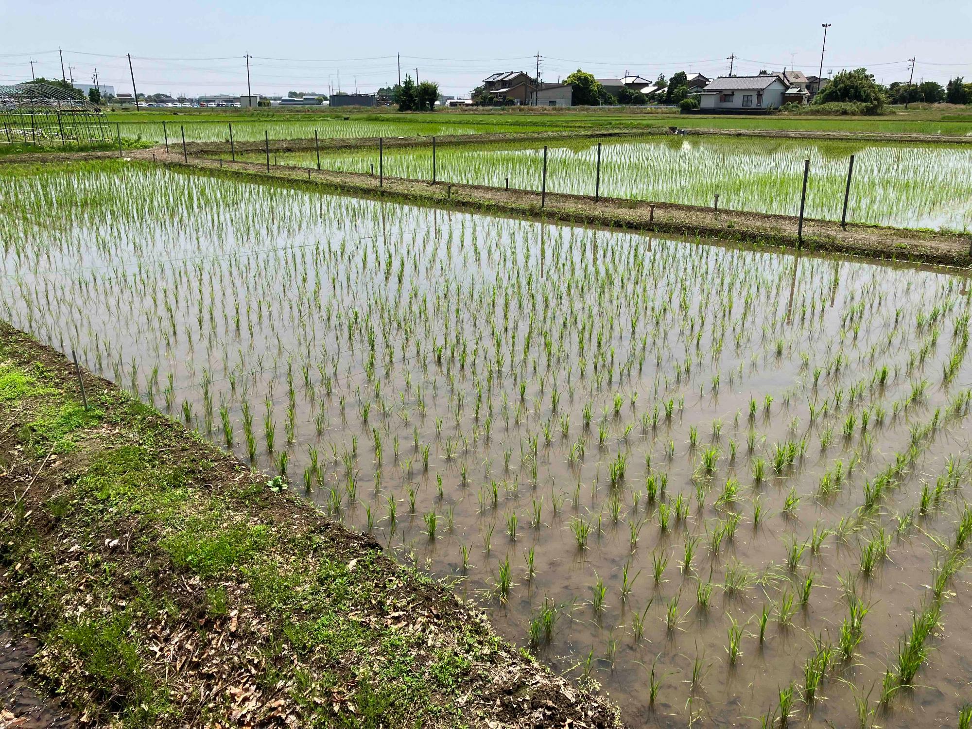 令和7年5月20日 田んぼの様子1