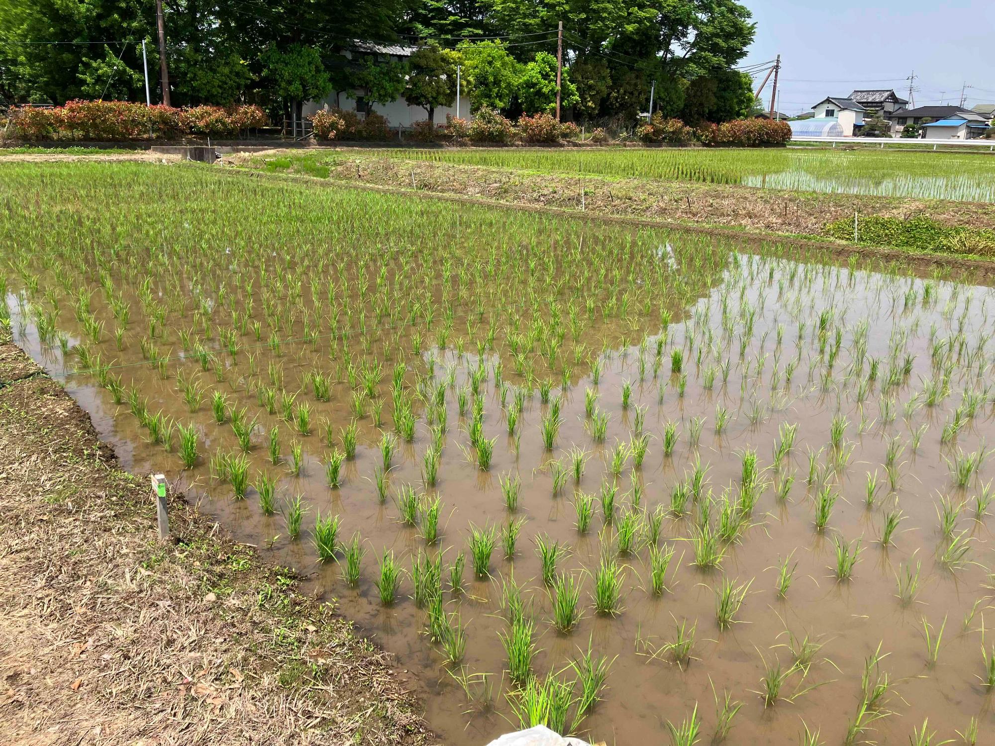 令和7年5月20日 田んぼの様子2