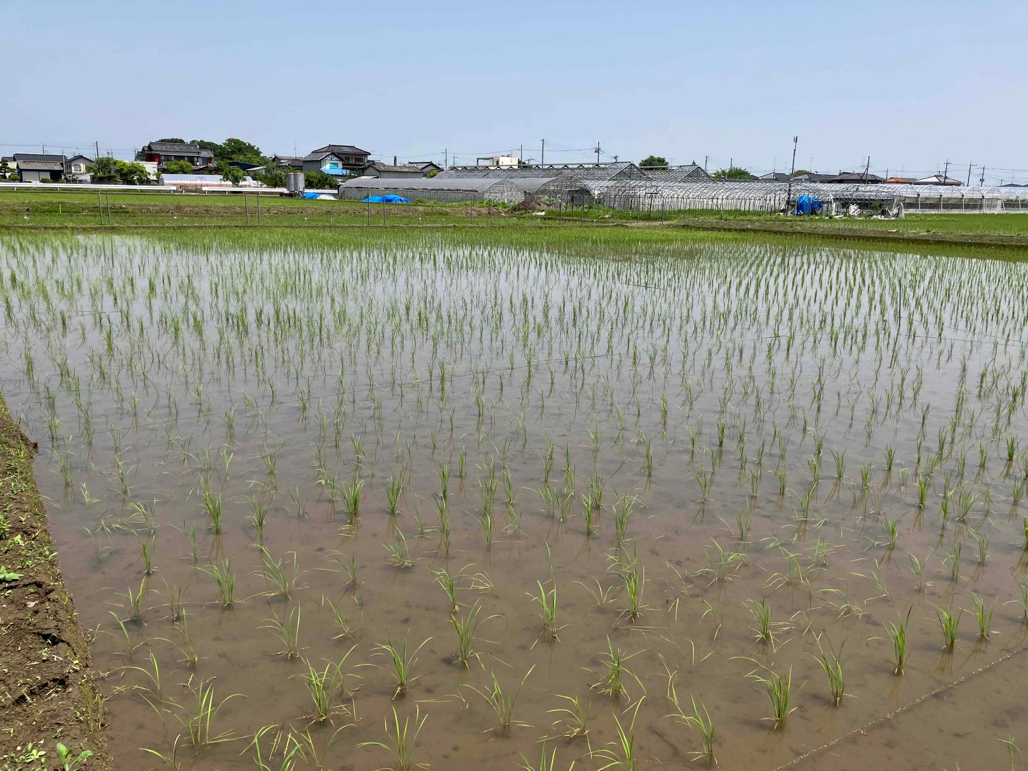令和7年5月20日 田んぼの様子4