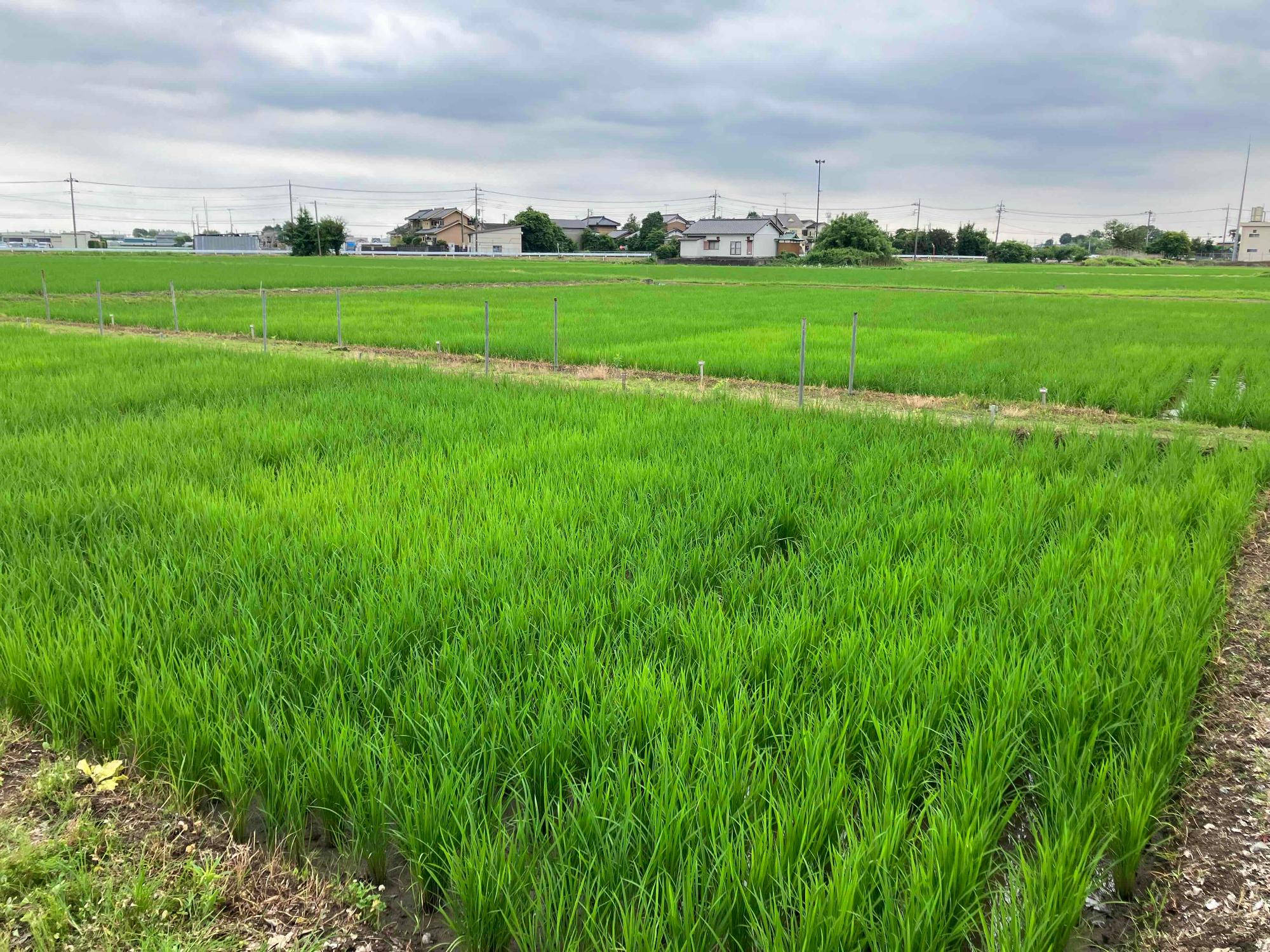 6月16日 田んぼの様子1