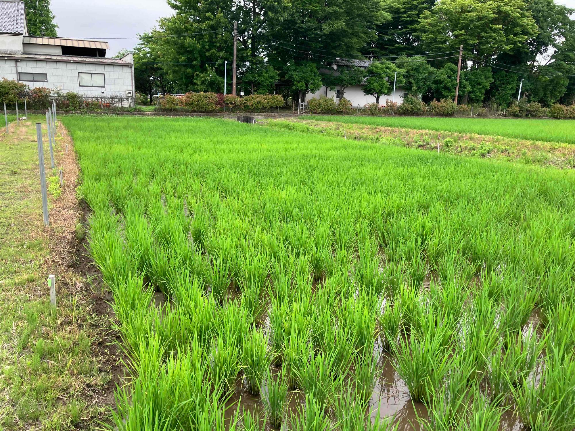 6月16日 田んぼの様子2