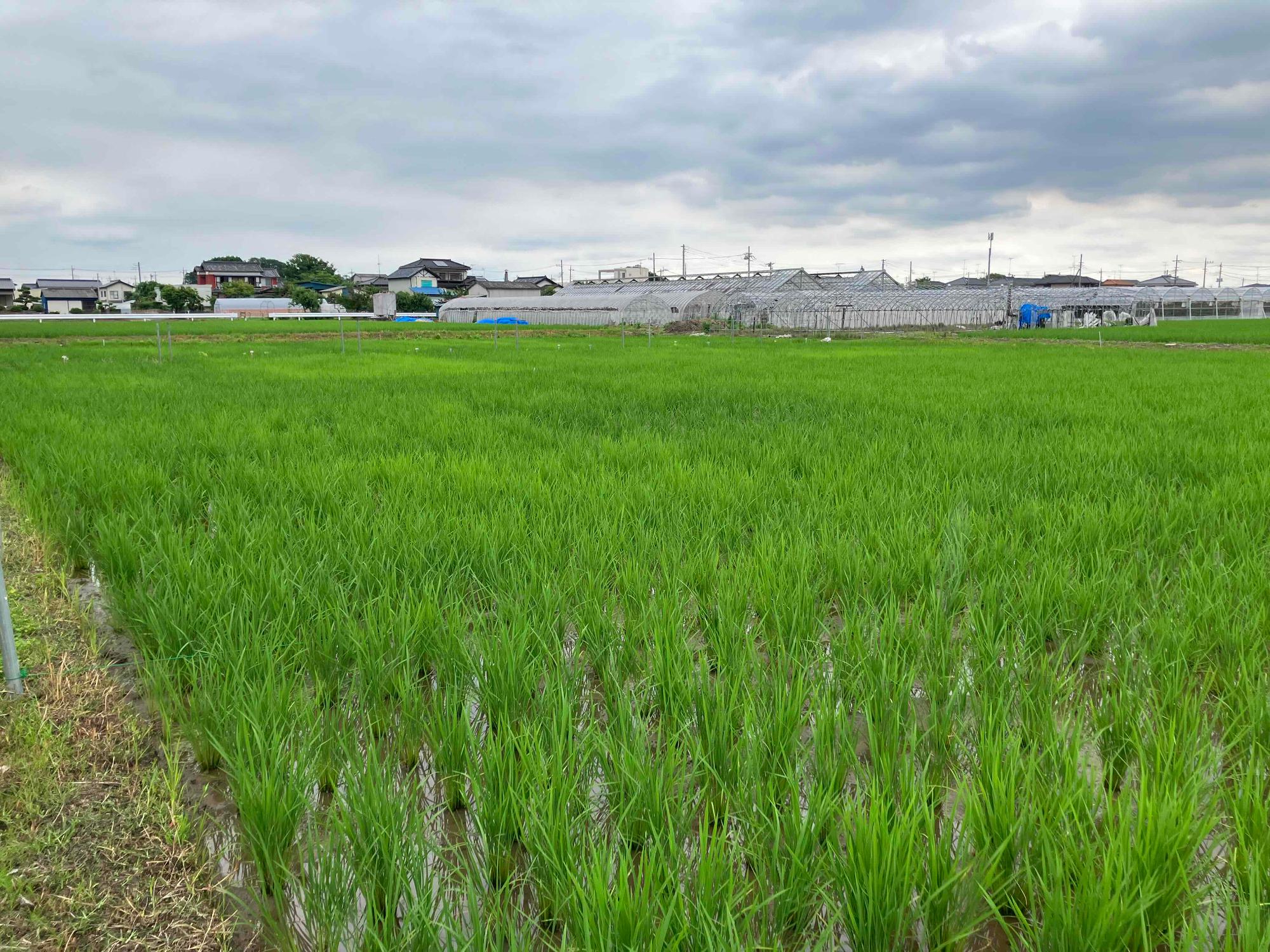 6月16日 田んぼの様子4